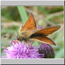 Thymelicus lineola - Schwarzkolbiger Braundickkopffalter 02.jpg